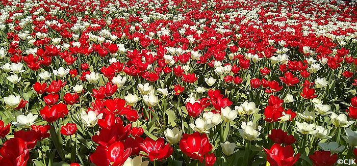 Bild "Home:tulpen.jpg"